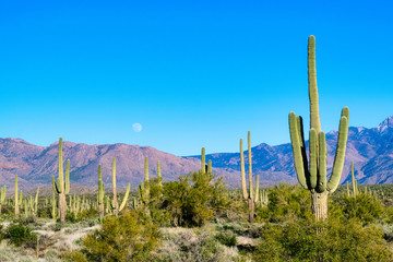 Arizona desert cactus saguaro