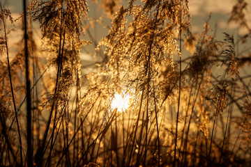 Obraz premium Sun seen through reeds