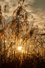 Sun seen through reeds