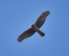Ural owl in flight