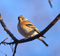 Brambling perched on a twig