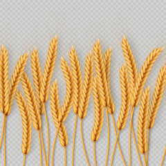 Bunch of wheat ears, dried whole grains seamless realistic illustration isolated on transparent background. Bakery object template. EPS 10