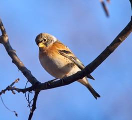 Brambling perched on a twig