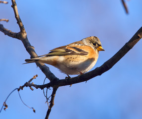 Fototapeta premium Brambling perched on a twig