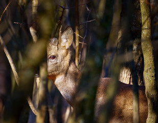 Roe buck in the forest