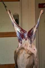 Roe deer getting skinned