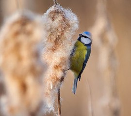 Blue tit on bulrush