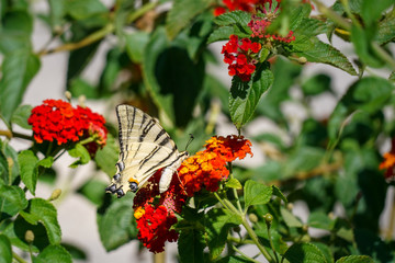 Butterfly Podalirius (Swallowtail Swallowtail) drinks nectar from a red lantana flower
