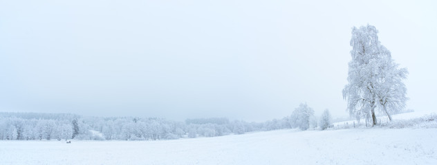 Naklejka premium Panoramic view of misty winter landscape. Trees covered in frost and snow.