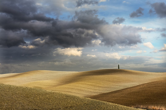 Cypress tree on autumnal landscape of Val d'Orcia