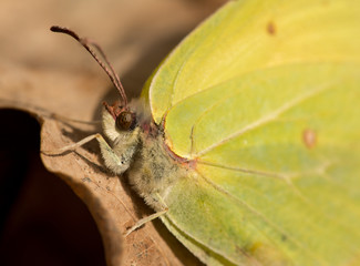 detail of clouded yellow or sulphur butterfly