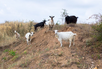 a herd of goats in the desert farm