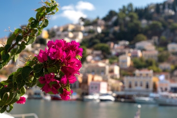 Purple flowers in the city. The beautiful bright flowers in front of blurred colorful city.