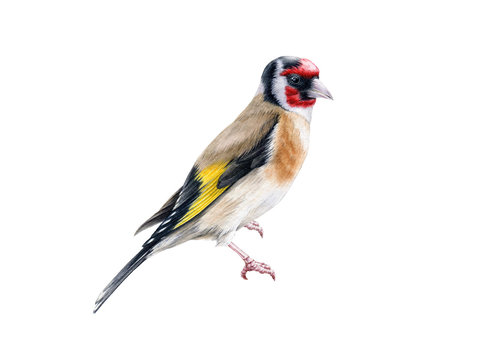 Goldfinch bird watercolor illustration. Hand drawn close up beautiful finch with black and yellow feathers. Goldfinch european song bird portrait isolated on white background.