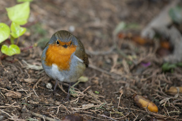 Jeune rouge-gorge posé dans un jardin