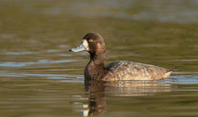 Scaup Female Swimming