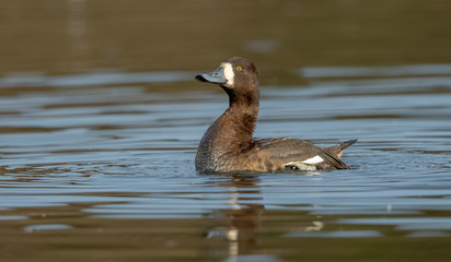 Scaup Female Swimming