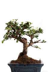 beautiful bonsai tree