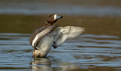 Scaup Female Swimming