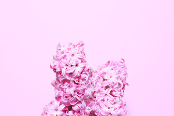 beautiful pink hyacinth inflorescences close-up. spring flowers are a minimal concept. selective focus