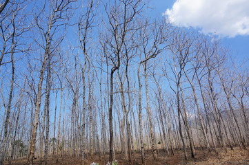 trees and blue sky