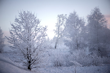Winter cold morning landscape of nature Krimulda,Latvia