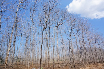 trees and blue sky
