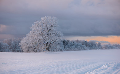 Obraz na płótnie Canvas Winter cold morning landscape of nature Krimulda,Latvia