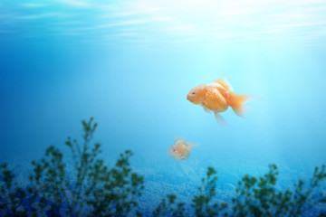 Underwater view with sunlight and goldfish