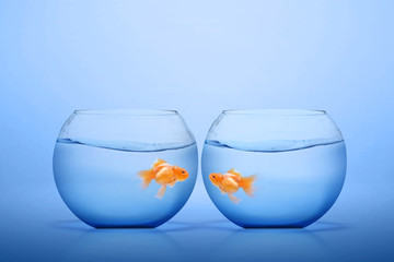 Goldfish in the fishbowl
