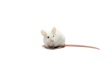 A white mouse