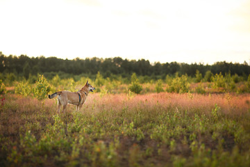Naklejka premium Obedient dog standing in field in sunset