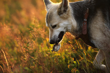 Dog fetching prey in field in the dusk