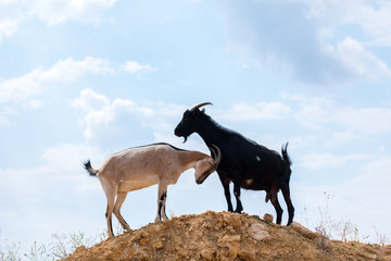 two black and white goats in the desert on the hillock