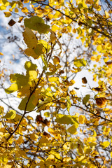 beautiful autumn tree branches