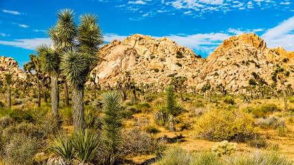 Jushua tree und Felsen im National Park