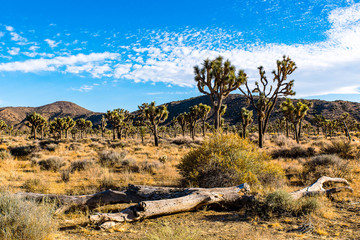 toter Baumstamm im Nationalpark Joshua tree