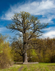 Beautiful old tall deciduous tree blue sky and white clouds