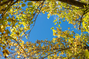 beautiful autumn tree branches