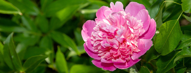 Pink peony bud close up. Beautiful purple peony on the bush in the garden. Floral background. Spring and summer flowers. Panoramic banner.