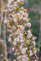 Dittrichia graveolens flower