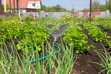 Irrigation the rows of growing bushes of potatoes in the vegetable field. Watering the garden. Cultivation of vegetables. Soil moisture. Agriculture.