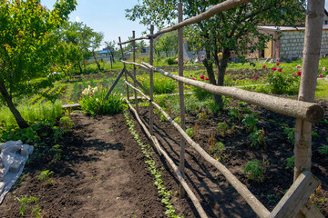 Fototapeta na wymiar Open vegetable-bed for the cultivation of cucumbers. Wooden handmade structure for growing cucumbers in the garden of summer house. Cultivation of vegetables. Gardening. Growing dietary eco products.