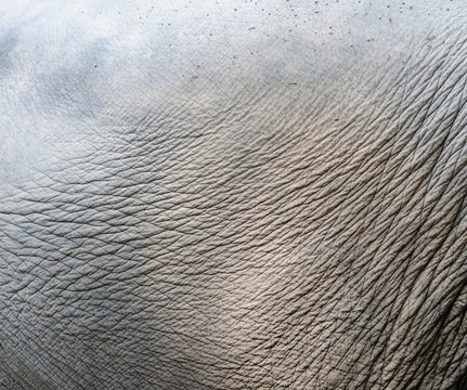 Elephant skin background
