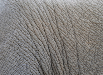 Elephant skin background