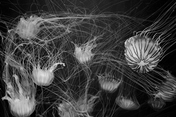 jellyfish on black background