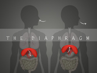how the diaphragm works in breathing - obrazy, fototapety, plakaty