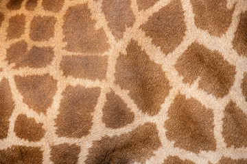 Close up of a giraffe skin pattern.