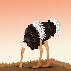 ostrich with his head in the sand