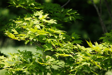 日本の北海道東部・7月の風景